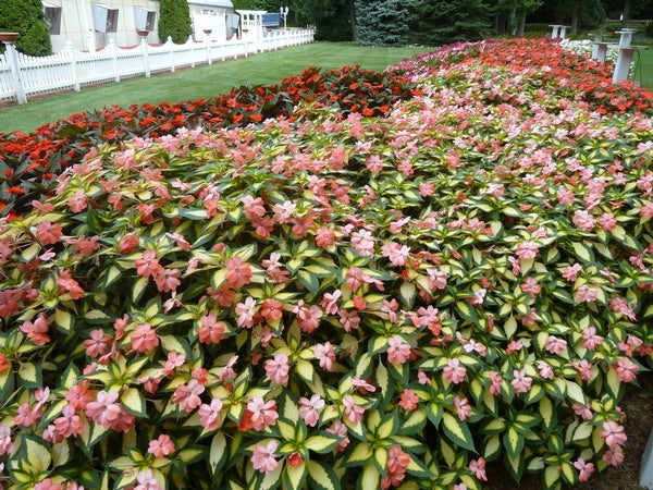 SunPatiens® 'Vigorous Tropical Salmon' Plants