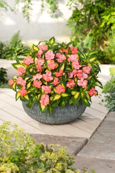 SunPatiens® 'Vigorous Tropical Salmon' Plants