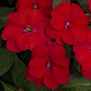 SunPatiens® 'Spreading Scarlet Red' Plant - Streambank Gardens