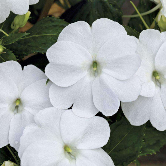 SunPatiens® 'Spreading Clear White' Plant - Streambank Gardens
 - 1