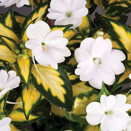 SunPatiens® 'Vigorous Tropical White' Plants