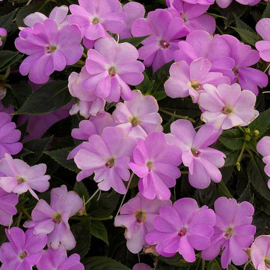 SunPatiens® 'Vigorous Orchid' Plants
