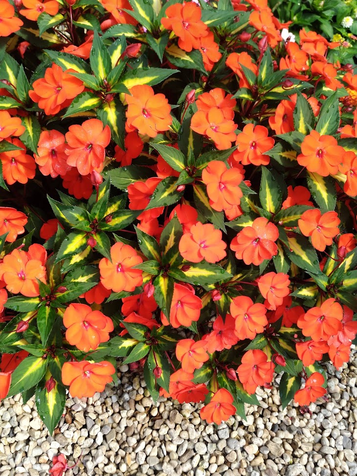 SunPatiens® 'Vigorous Tropical Orange' Plants