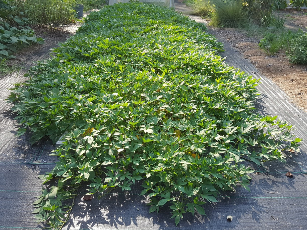Sweet Potato 'Nemagold' Plants