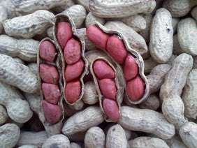 Tennessee Red Valencia Peanut Plants