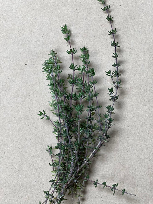 German Winter Thyme Plants