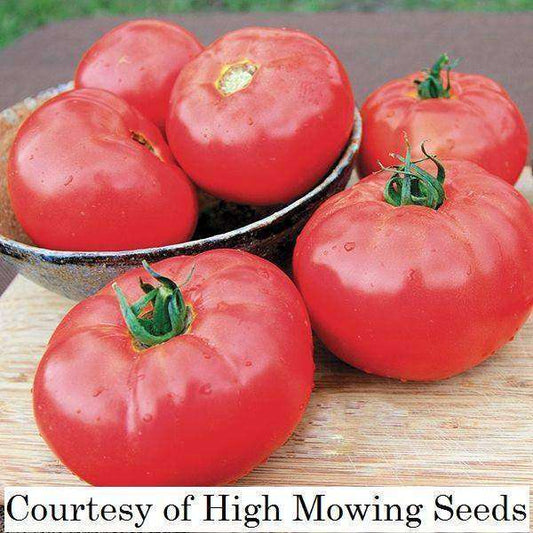 Tomato 'Caiman' F1 Plants
