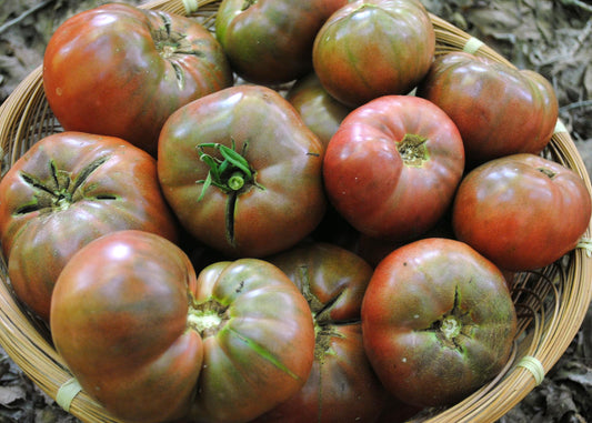 Tomato 'Cherokee Purple' Plants