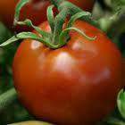 Tomato 'Crimson Sprinter' Plants - Streambank Gardens

