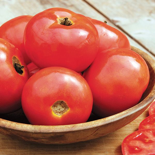 Tomato 'Iron Lady' F1 Plants