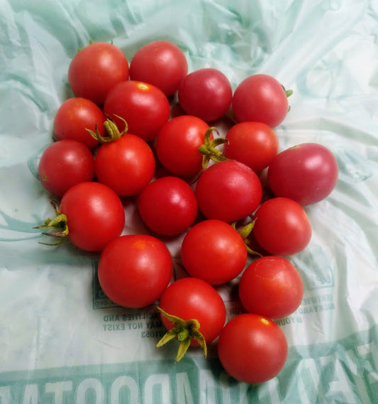 Tomato 'Peacevine' Plants