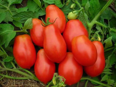 Tomato 'Roma' Plants