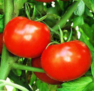 Tomato 'Rutgers' Plants - Streambank Gardens
