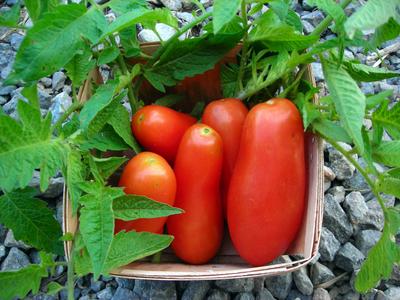 Tomato 'San Marzano' Plants