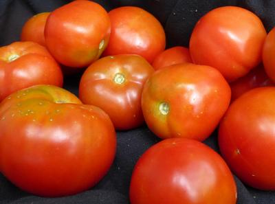 Tomato 'Stupice' Plants