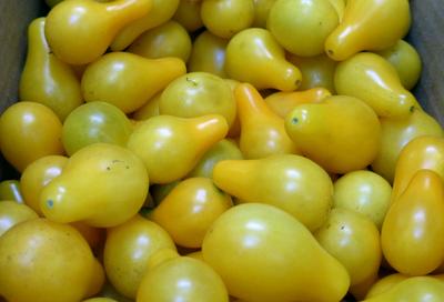 Tomato 'Yellow Pear' Plants