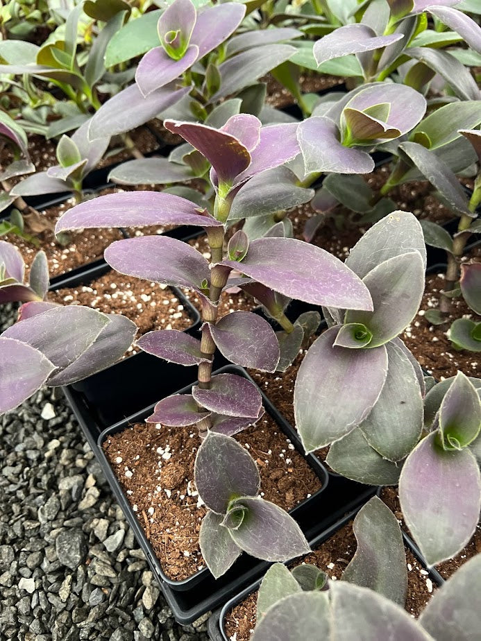 Tradescantia pallida 'Purple Fuzzy' (Wandering Jew Plant)
