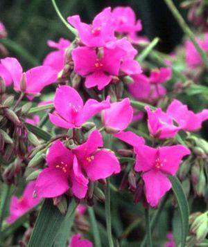 Tradescantia 'Red Grape' Plant - Streambank Gardens
