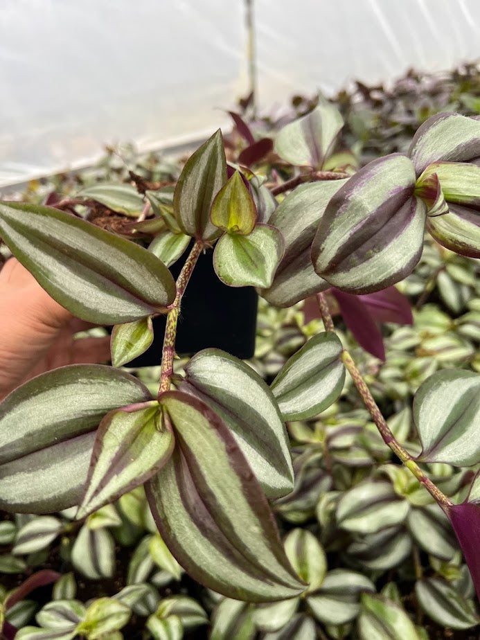 Tradescantia 'Purple Wandering Jew'