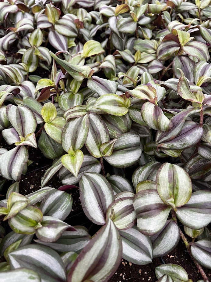 Tradescantia 'Purple Wandering Jew'