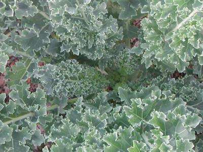 Kale 'Vates' - 6 Plants - Streambank Gardens

