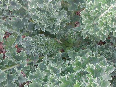 Kale 'Vates' - 6 Plants - Streambank Gardens
