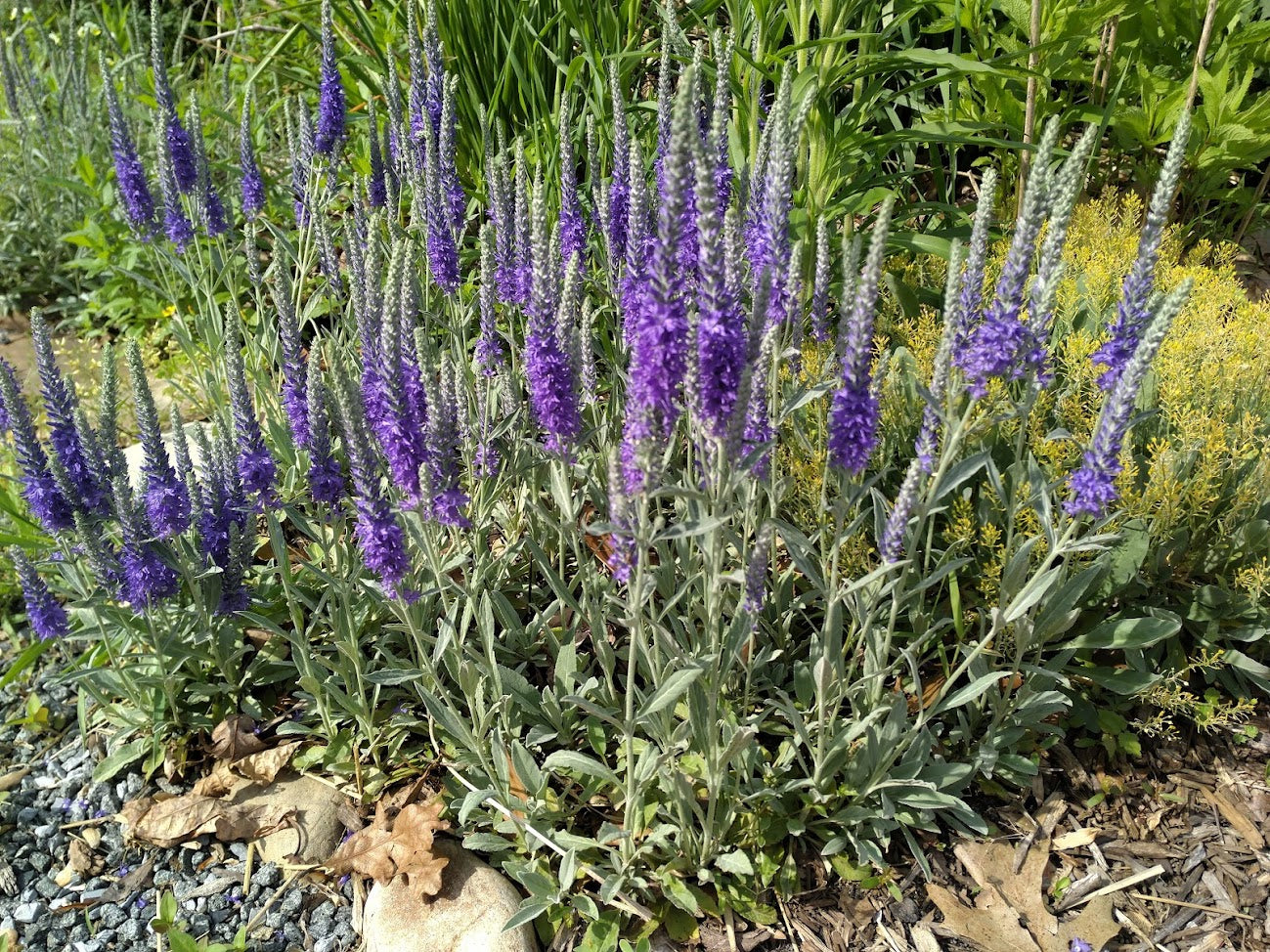 Veronica incana 'Silbersee' Plants