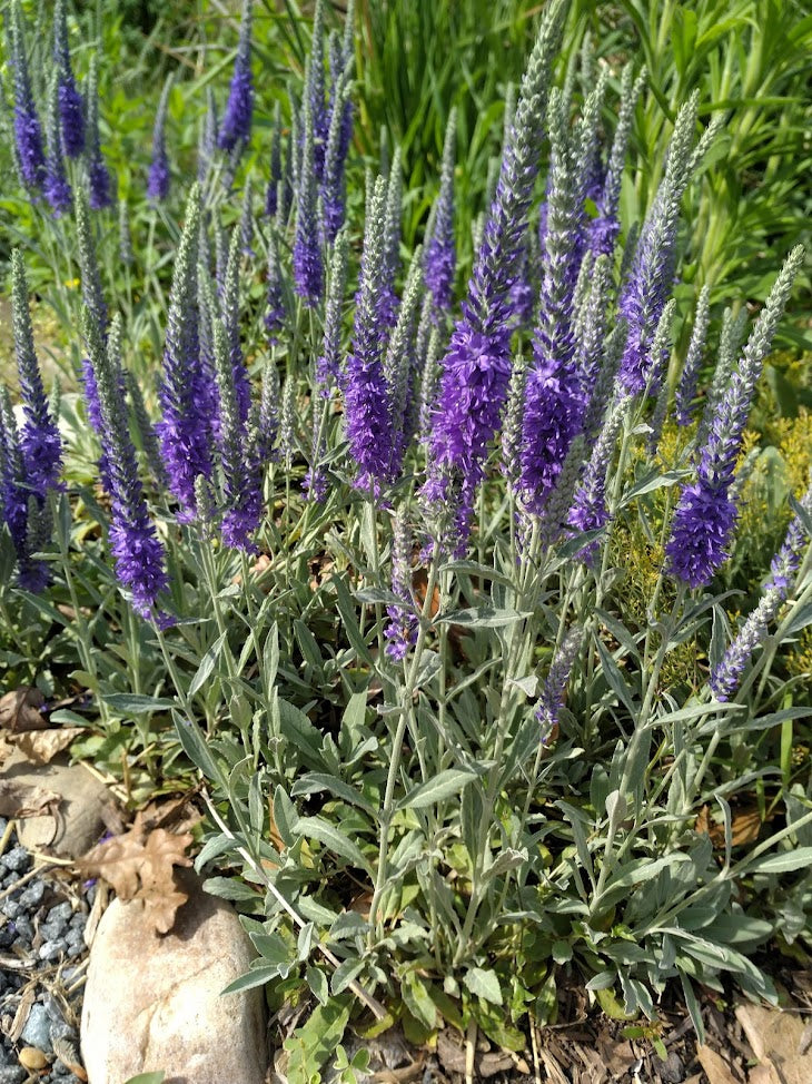 Veronica incana 'Silbersee' Plants