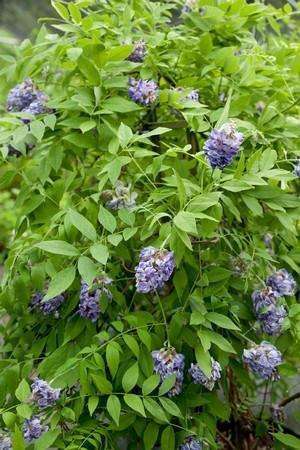 Wisteria frutescens 'Amethyst Falls' - Streambank Gardens
 - 3