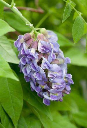 Wisteria frutescens 'Amethyst Falls' - Streambank Gardens
 - 1