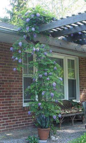Wisteria frutescens 'Amethyst Falls' - Streambank Gardens
 - 2