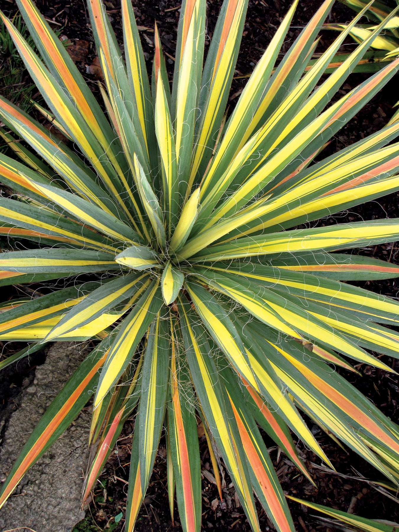 Yucca 'Color Guard' Plants