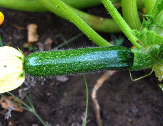 Zucchini 'Dark Green' - 6 Plants - Streambank Gardens
