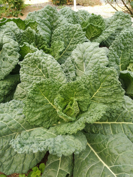 Cabbage 'Famosa' Plants