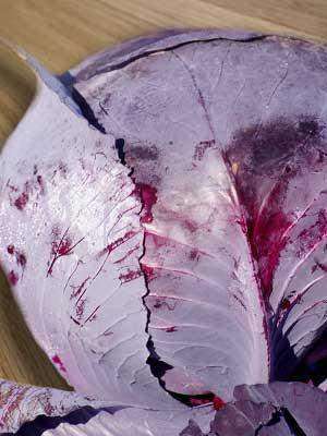 Cabbage 'Red Acre' - 6 Plants - Streambank Gardens