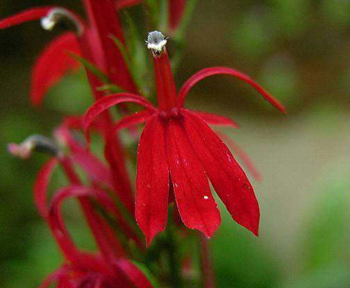 Lobelia cardinalis Plant - Streambank Gardens
