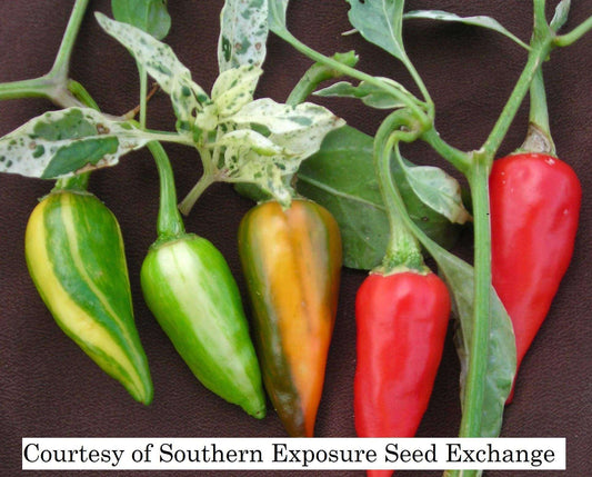 Pepper 'Fish' Plants