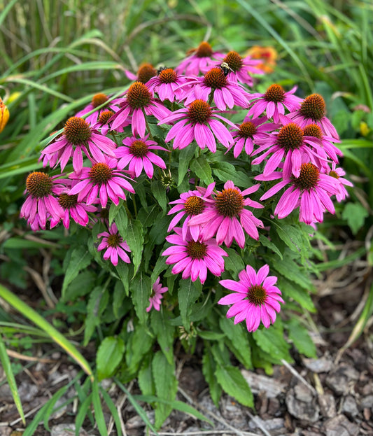 Echinacea purpurea 'Pow Wow Wild Berry'