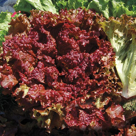 Lettuce 'New Red Fire' Plants