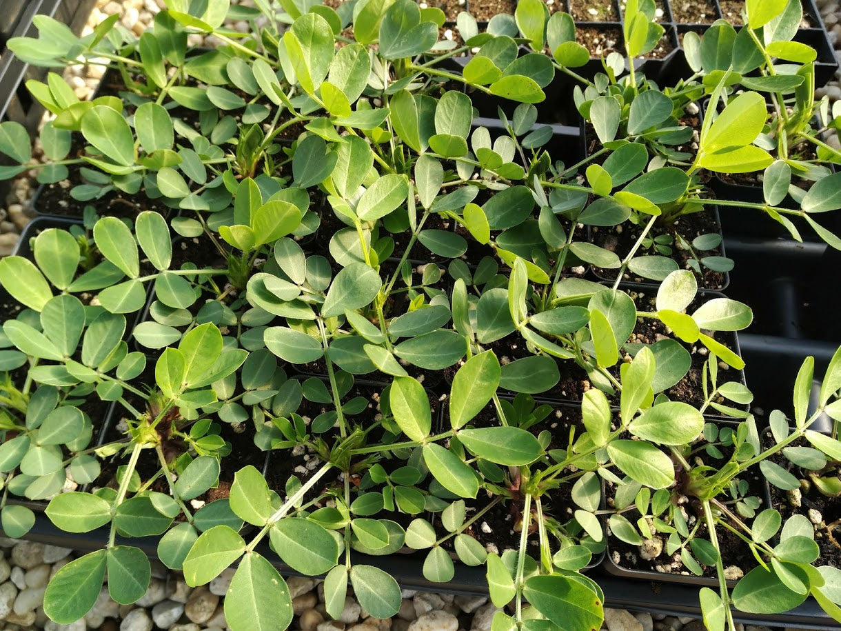 Tennessee Red Valencia Peanut Plants