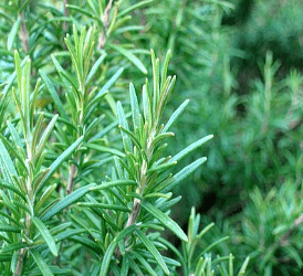 Rosemary 'Arp' Plant - Streambank Gardens
