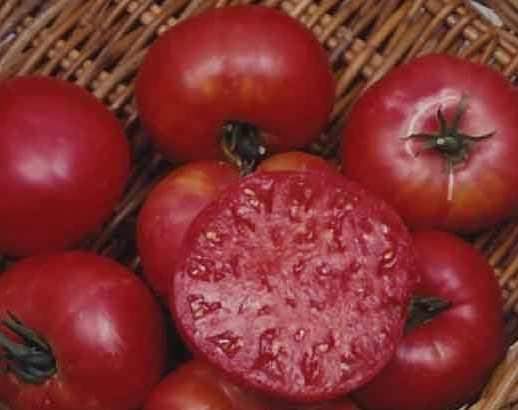 Tomato 'Mortgage Lifter' Plants - Streambank Gardens
